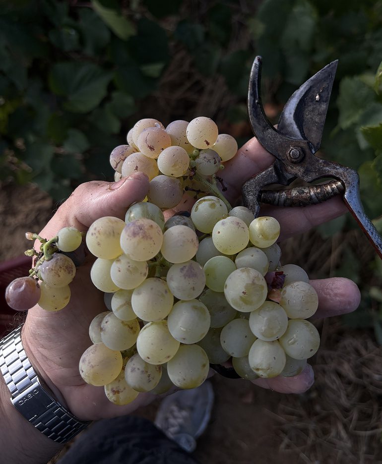 Photo of grapes during the vendimia of 2025 in penedes catalunya